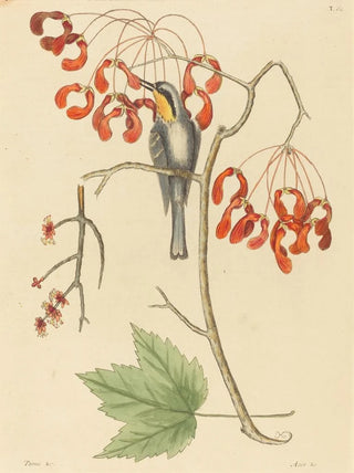 Mark Catesby - The Yellow Throated Creeper.webp