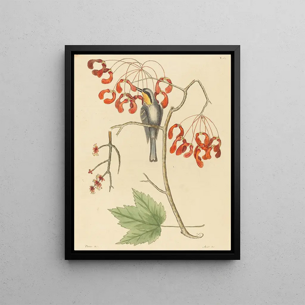 Le grimpereau à gorge jaune - Mark Catesby — framed artwork on a wall