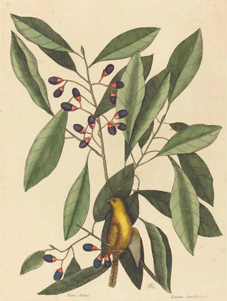 Mark Catesby - The Yellow Titmouse.webp