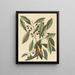 La mésange jaune - Mark Catesby — framed artwork on a wall