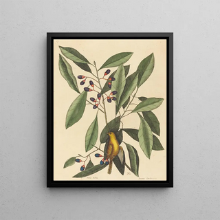 Mark Catesby - The Yellow Titmouse.webp