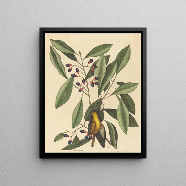 La mésange jaune - Mark Catesby — framed artwork on a wall