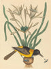 L'Oriolus icterus jaune et noir - Mark Catesby — artwork view