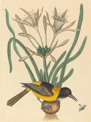 Mark Catesby - The Yellow and Black Pye Oriolus Icterus.webp