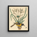 L'Oriolus icterus jaune et noir - Mark Catesby — framed artwork on a wall