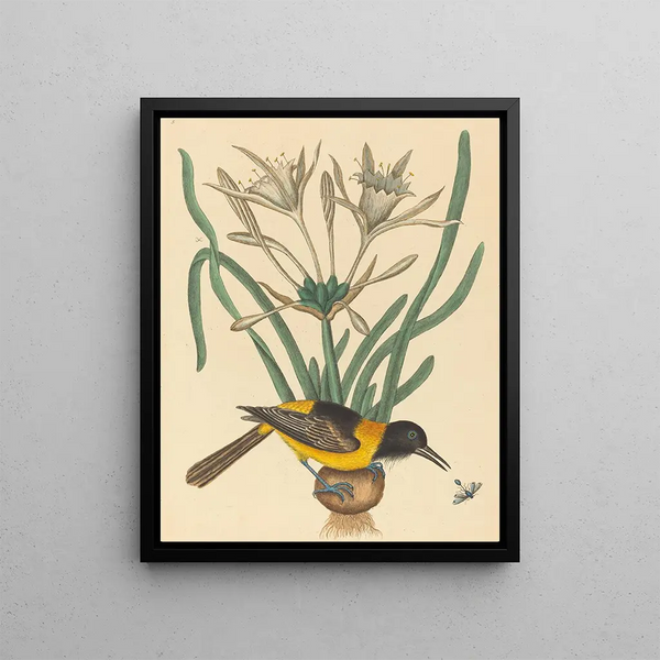 L'Oriolus icterus jaune et noir - Mark Catesby — framed artwork on a wall