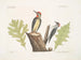 Le pic à ventre jaune The smallest of the spotted woodpeckers White oak The white oak with sharp notches - Mark Catesby — artwork view