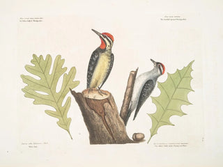 Le pic à ventre jaune The smallest of the spotted woodpeckers White oak The white oak with sharp notches - Mark Catesby — artwork view