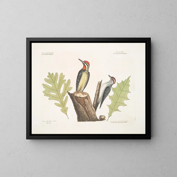 Le pic à ventre jaune The smallest of the spotted woodpeckers White oak The white oak with sharp notches - Mark Catesby — framed artwork on a wall
