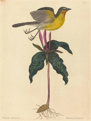 Mark Catesby - The Yellowbreasted Chat.webp