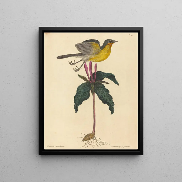 The Polyglot Warbler - Mark Catesby — framed artwork on a wall