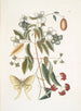 The Night Butterfly with Four Eyes - Mark Catesby — artwork view