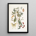 The Night Butterfly with Four Eyes - Mark Catesby — framed artwork on a wall