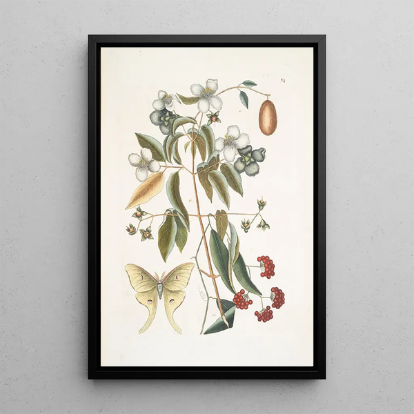 The Night Butterfly with Four Eyes - Mark Catesby — framed artwork on a wall