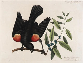 The Red-winged Blackbird, the Broadleaf Myrtles, and the Berry Candle - Mark Catesby — artwork view