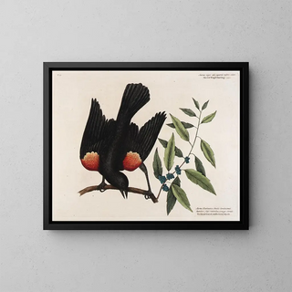 The Red-winged Blackbird, the Broadleaf Myrtles, and the Berry Candle - Mark Catesby — framed artwork on a wall