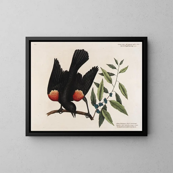 The Red-winged Blackbird, the Broadleaf Myrtles, and the Berry Candle - Mark Catesby — framed artwork on a wall