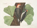 Le pic à ventre rouge, le pic chevelu, le chêne noir - Mark Catesby — artwork view