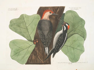 Le pic à ventre rouge, le pic chevelu, le chêne noir - Mark Catesby — artwork view