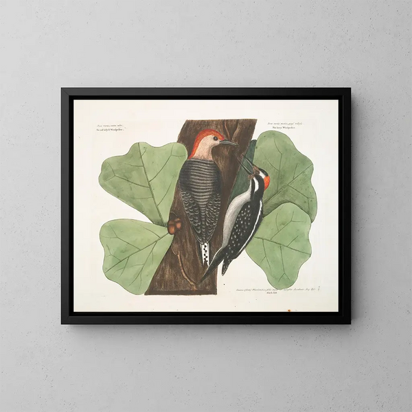 Le pic à ventre rouge, le pic chevelu, le chêne noir - Mark Catesby — framed artwork on a wall