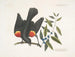 The red-winged blackbird, the myrtle with clusters of berries - Mark Catesby — artwork view