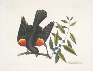The red-winged blackbird, the myrtle with clusters of berries - Mark Catesby — artwork view