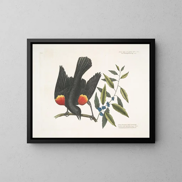 The red-winged blackbird, the myrtle with clusters of berries - Mark Catesby — framed artwork on a wall