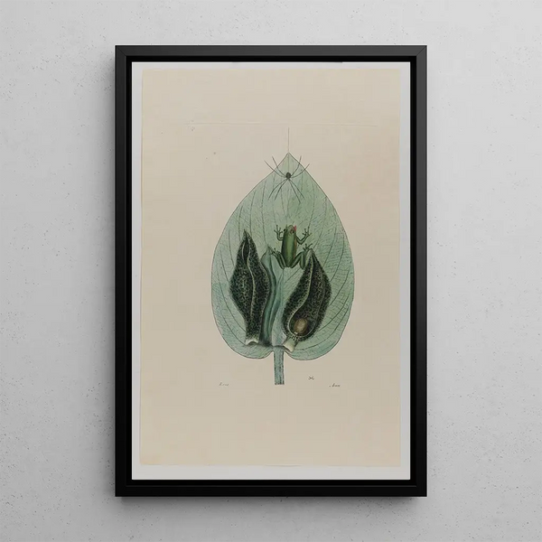 Rainette - Mark Catesby | Painting — framed artwork on a wall