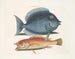 Le merle rhomboïdal et le poisson jaune - Mark Catesby — artwork view