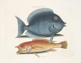 Le merle rhomboïdal et le poisson jaune - Mark Catesby — artwork view