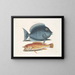 Le merle rhomboïdal et le poisson jaune - Mark Catesby — framed artwork on a wall