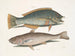 The Blackbird and the American Pudding, the Whiting of Carolina - Mark Catesby — artwork view