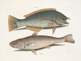 The Blackbird and the American Pudding, the Whiting of Carolina - Mark Catesby — artwork view