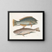 The Blackbird and the American Pudding, the Whiting of Carolina - Mark Catesby — framed artwork on a wall