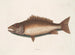 The mangrove hake - Mark Catesby — artwork view