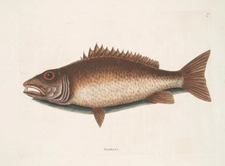The mangrove hake - Mark Catesby — artwork view