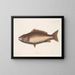 The mangrove hake - Mark Catesby — framed artwork on a wall