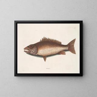 The mangrove hake - Mark Catesby — framed artwork on a wall