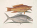 Yellow Merle - Mark Catesby — artwork view