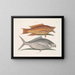 Yellow Merle - Mark Catesby — framed artwork on a wall