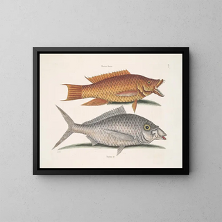 Yellow Merle - Mark Catesby — framed artwork on a wall