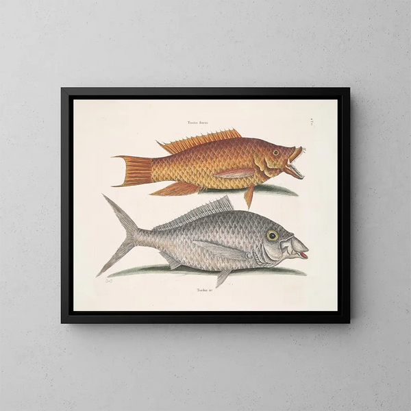 Yellow Merle - Mark Catesby — framed artwork on a wall