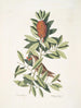 Le petit Vrai Le petit Vrai Houx carolinien aux feuilles dentées et aux baies rouges Le houx Dahoon - Mark Catesby — artwork view