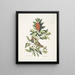Le petit Vrai Le petit Vrai Houx carolinien aux feuilles dentées et aux baies rouges Le houx Dahoon - Mark Catesby — framed artwork on a wall
