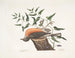 The blackbird of Caroline, the wormwood of Virginia - Mark Catesby — artwork view