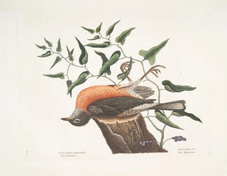 The blackbird of Caroline, the wormwood of Virginia - Mark Catesby — artwork view