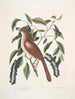 Turdus ruffus La Thruth couleur renard Ceraso similis arbuscula c Les grappes Cerisier noir - Mark Catesby — artwork view