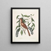 Turdus ruffus La Thruth couleur renard Ceraso similis arbuscula c Les grappes Cerisier noir - Mark Catesby — framed artwork on a wall