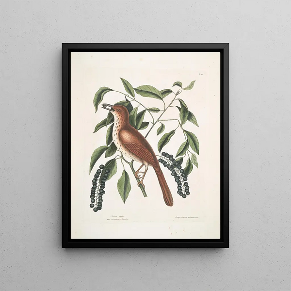 Turdus ruffus La Thruth couleur renard Ceraso similis arbuscula c Les grappes Cerisier noir - Mark Catesby — framed artwork on a wall
