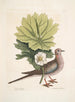 Turtur caroliniensis, the Caroline turtle, anapodophyllon canadense, the may apple - Mark Catesby — artwork view